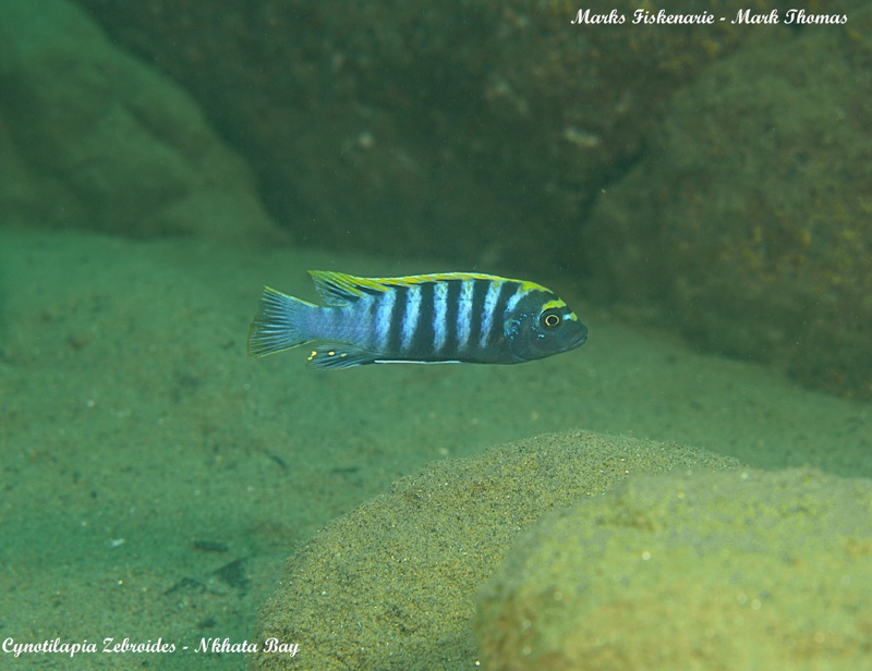 Cynotilapia zebroides 'Nkhata Bay'